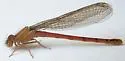 Western Red Damsel - photo 2
