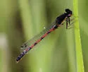Western Red Damsel - photo 3