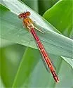 Western Red Damsel - photo 4