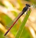 Western Red Damsel - photo 5