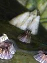 Amphibalanus amphitrite