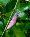 Amphibolips acuminata