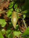 Amphibolips acuminata - photo 2