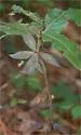 Amphibolips acuminata - photo 3