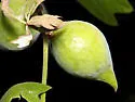 Amphibolips acuminata - photo 4
