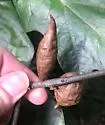 Amphibolips acuminata - photo 5