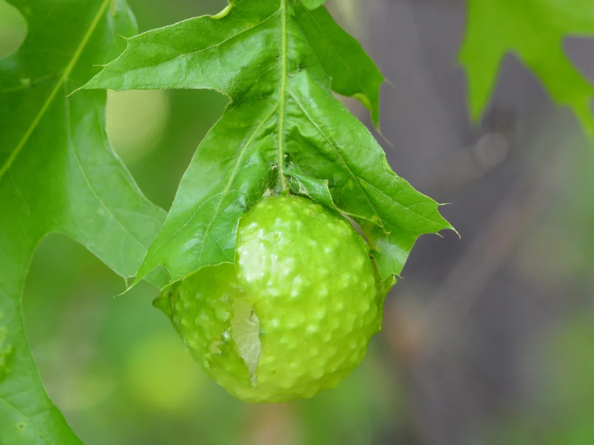 Spongy Oak Apple Gall Wasp