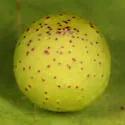 Amphibolips cookii