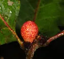 Amphibolips cookii - photo 3