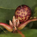 Amphibolips cookii - photo 4