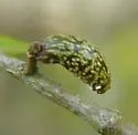 Amphibolips ellipsoidalis