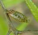 Amphibolips ellipsoidalis - photo 2