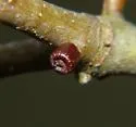 Amphibolips ellipsoidalis - photo 3