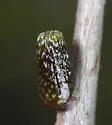Amphibolips ellipsoidalis - photo 4