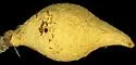 Amphibolips fusus