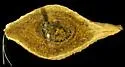Amphibolips fusus - photo 2