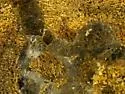 Amphibolips fusus - photo 3