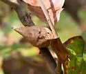 Amphibolips ilicifoliae