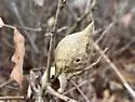 Amphibolips ilicifoliae - photo 2