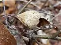 Amphibolips ilicifoliae - photo 3