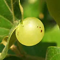 Translucent Oak Gall Wasp