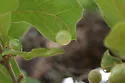 Translucent Oak Gall Wasp - photo 2