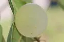 Translucent Oak Gall Wasp - photo 3