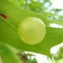 Translucent Oak Gall Wasp - photo 4