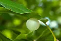 Translucent Oak Gall Wasp - photo 5