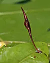 Amphibolips quercuscoelebs - photo 2