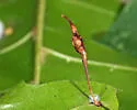 Amphibolips quercuscoelebs - photo 4