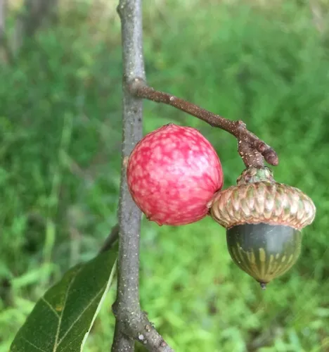 Acorn Plum Gall Wasp - Amphibolips quercusjuglans