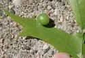 Small Oak Apple Gall Wasp