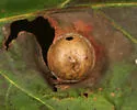 Small Oak Apple Gall Wasp - photo 2