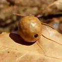 Small Oak Apple Gall Wasp - photo 3