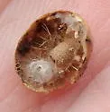 Small Oak Apple Gall Wasp - photo 4