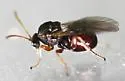 Small Oak Apple Gall Wasp - photo 5
