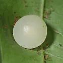 Amphibolips quercusracemaria