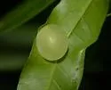 Amphibolips quercusracemaria - photo 2