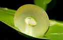 Amphibolips quercusracemaria - photo 3