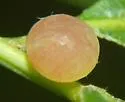 Amphibolips quercusracemaria - photo 4