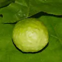 Amphibolips quercusspongifica