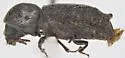 Grape Cane Borer Beetle - photo 2