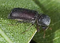 Amphicerus simplex