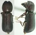 Amphicerus simplex - photo 2