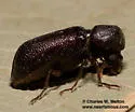 Amphicerus simplex - photo 3