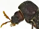 Amphicerus simplex - photo 4