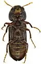Amphicerus simplex - photo 5
