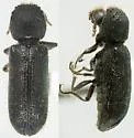 Amphicerus teres