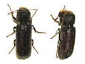 Amphicerus teres - photo 2